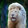 subhan.king240