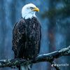 نسر 🦅     19