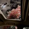 dalia_8766