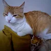 saida.elganbouri