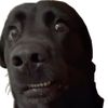 defiinitelynotjaden67