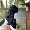 makelar kambing99