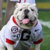 georgia.bou1