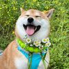 Dog life 26
