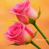 sahilpurmessur