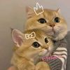 cat.laver70