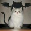 spookyawhbrook