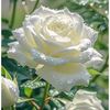 dinim.islam494