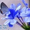 prasung.silasingv