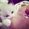 aawwaaw1_