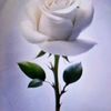 aung.kyaw6719