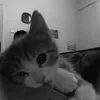 keokitkat_1