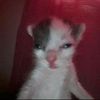 dima0720