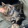 ilovemycatroxi