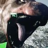 evildeadpuppy