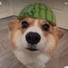 corgis.account