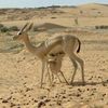 من يوم فارقني ماغمضت لي عين):