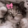 evie25545