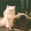 vv.rrqyhdj465842