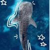 shark_queen1234