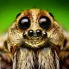 spider.cortes6