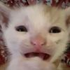 hy0nk
