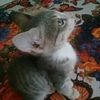 mytoofie