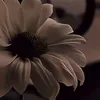 إبراهيم باشا باشا