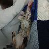 catty0463