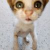 chat01389