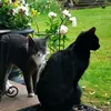 cats_is_life11