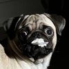 varya_the_pug