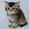 catnoirdonald