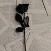 butterflylya2