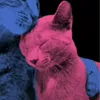 kitty_stell_0