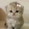 miniorgprx7