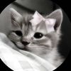 unknown70717777