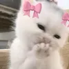 user9281084708252