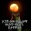bezualem8