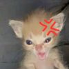 p0llitoconarrozuwu
