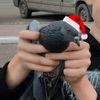 ramux_56