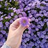 syflower21