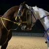 alajarmh10