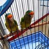 aves.alondra