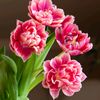arzoo.angel58