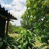 chonlananh