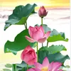 nguyn.vn.s996