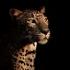 duua_26
