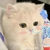 iwchipp
