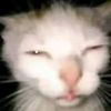 iluvcats8215